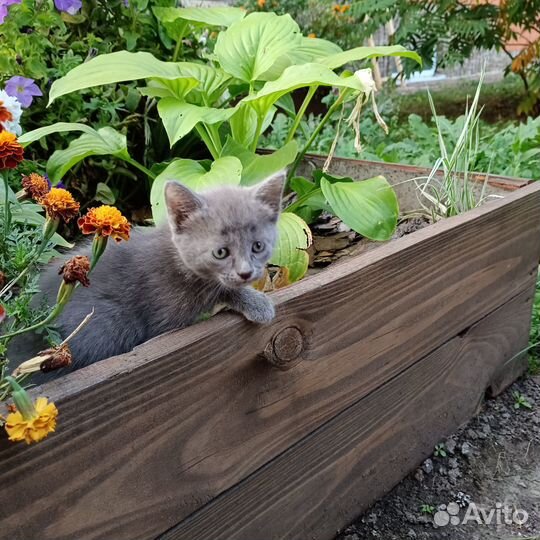 Британские котята