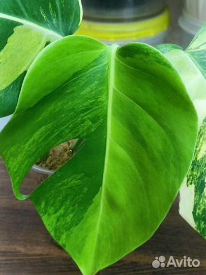 Монстера yellow желтая