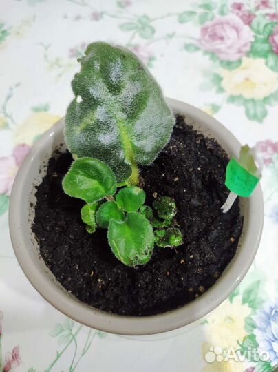 Фиалка детки