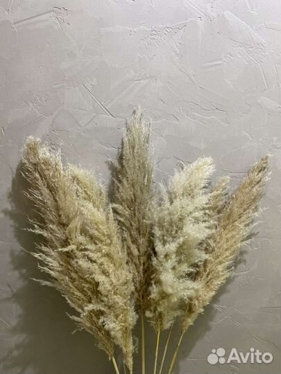 Цветы сухоцветы, пампасы