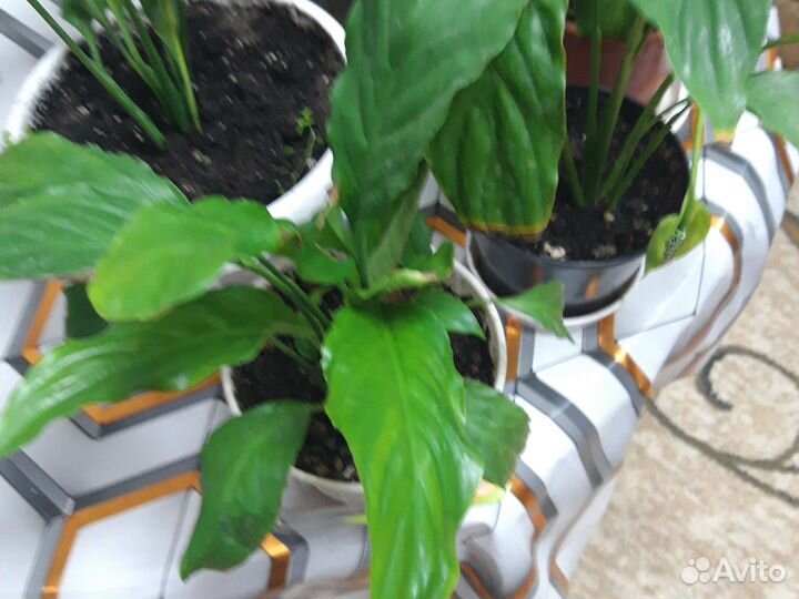 Спатифиллум