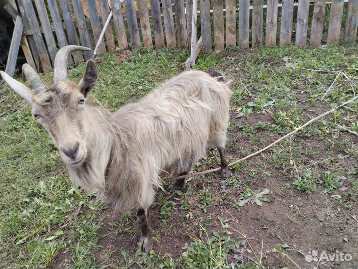 Коза дойная