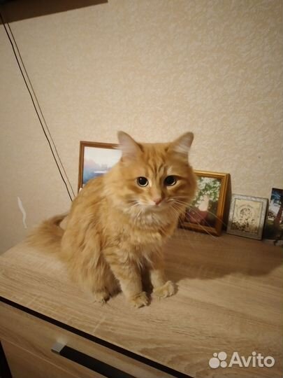 Кошки в добрые руки бесплатно