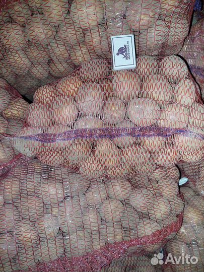 Картофель семенной