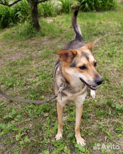 Собака в добрые руки отдам бесплатно