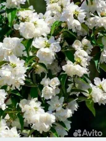 Белая гортензия папоротник страусник мак садовый