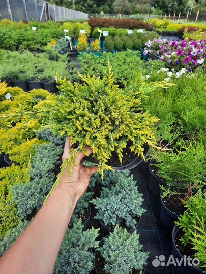 Можжевельники и кипарисовики