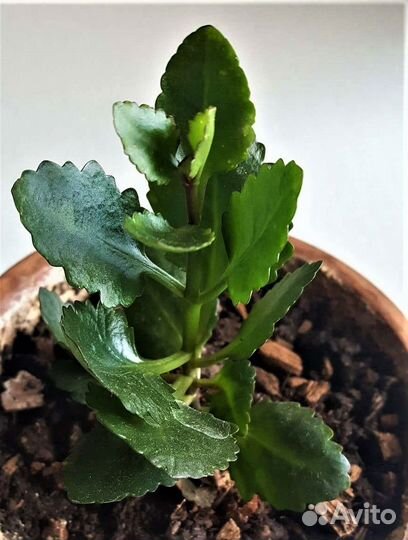 Каланхоэ Каландива Цветущий Оранжевый