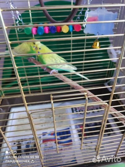 Волнистый попугай с клеткой