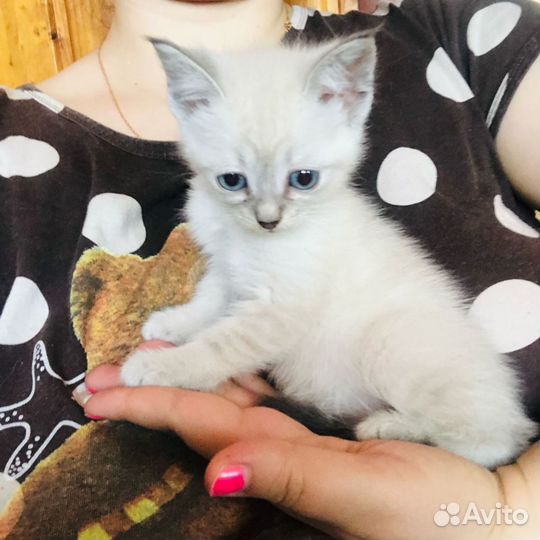 Котята шотландские