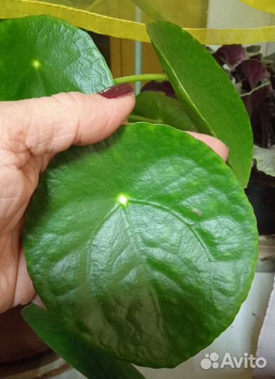 Домашний цветок