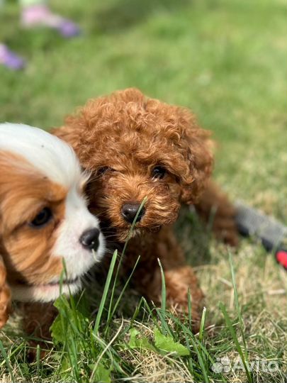 Той-пудель девочка
