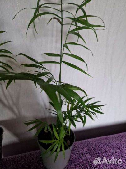 Комнатный цветок Пальма Хамедорея Элеганс