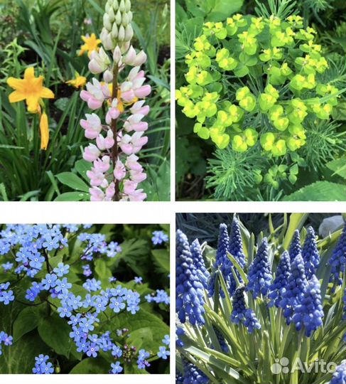 Садовые растения и цветы