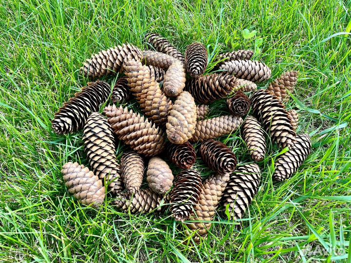 Шишки сосновые шишки еловые