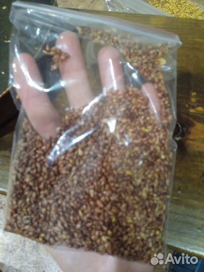 Семена Краснолистной яблони Недзвецкого 100 г