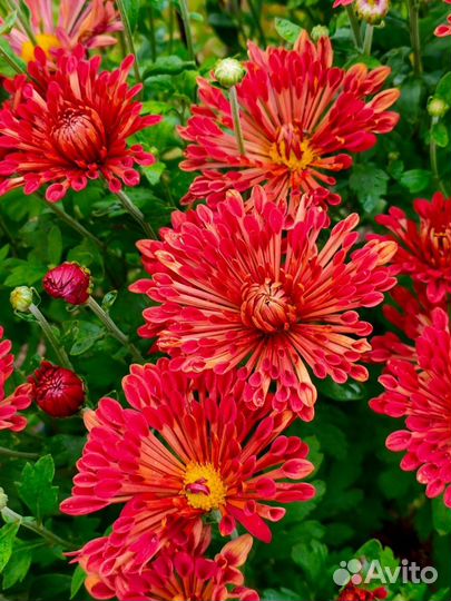 Хризантемы