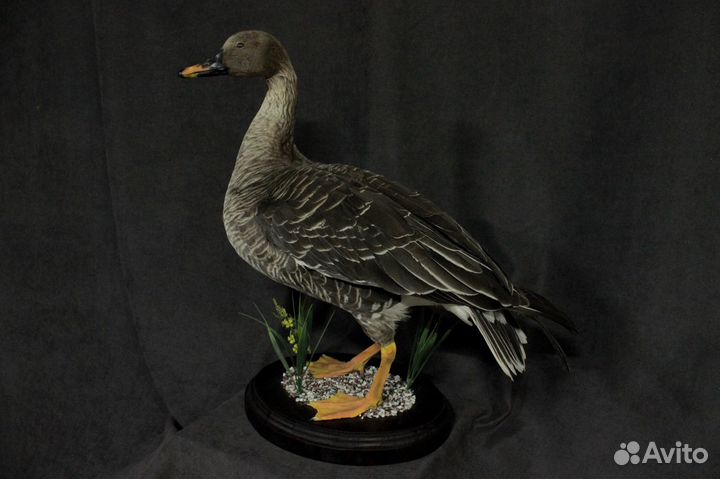 Чучело птицы Гусь (иммитация)