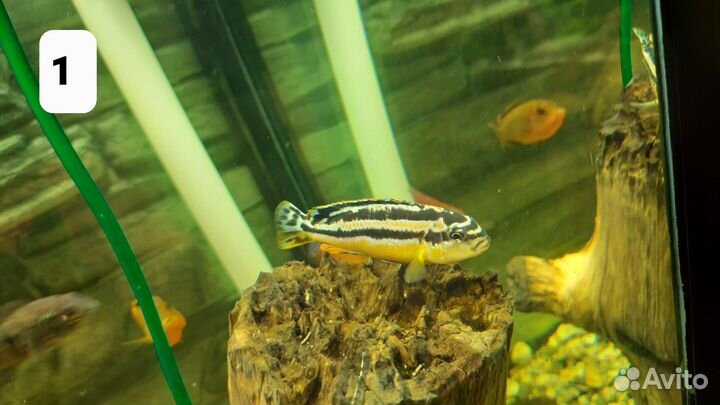 Аквариумные рыбки, цихлиды,малави