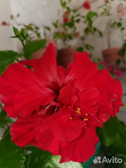 Гибискус китайская роза комнатный