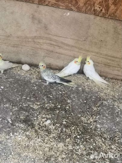 Попугай корелла