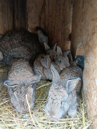 Кролики породы фландр, ризен