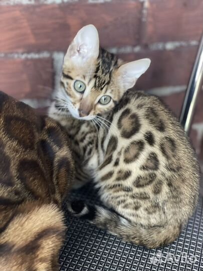 Бенгальская