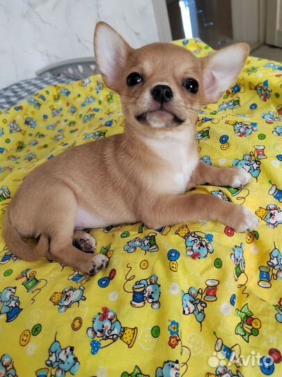 Яркая, рыжая красотка