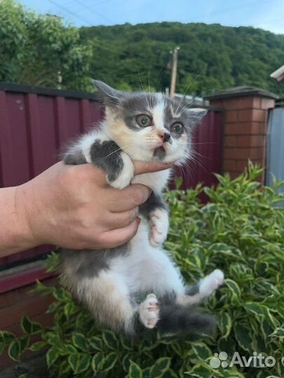 Кошка в дар бесплатно