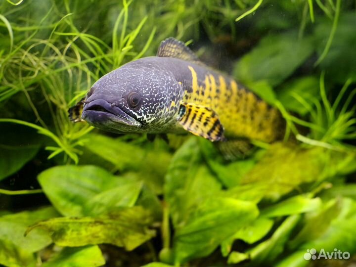 Консультации и обучение аквариумистике