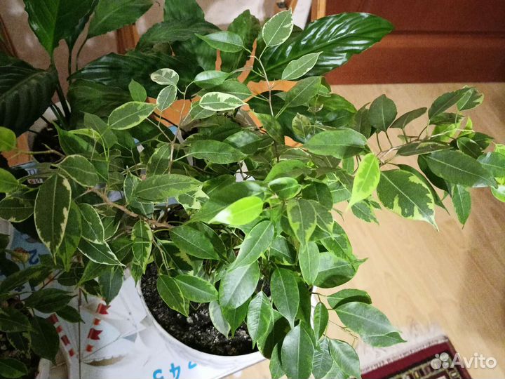 Фикус бенджамина пестролистный