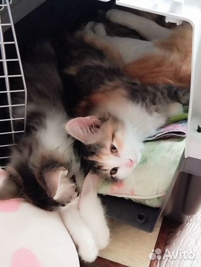 Котята в добрые руки бесплатно