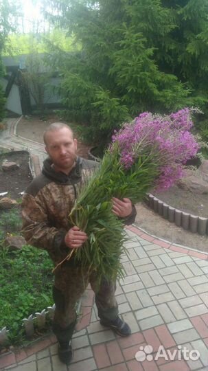 Иван чай ферментированный