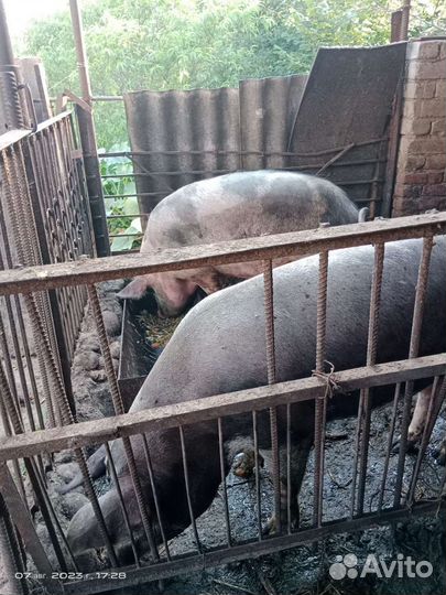 Свиньи 5 штук