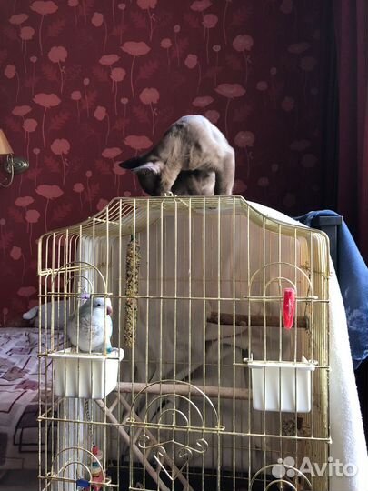 Котята бурма