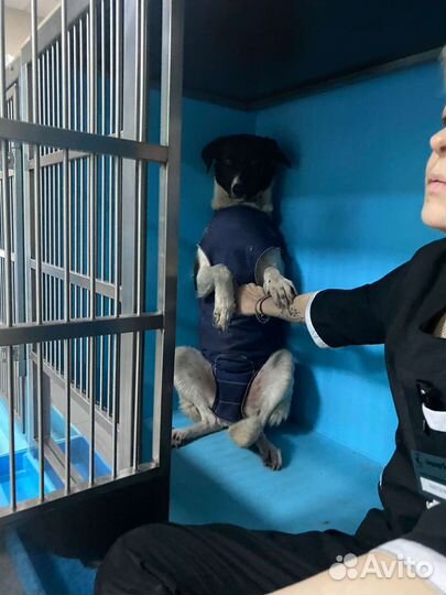 Шанс для Мурочки до завтра