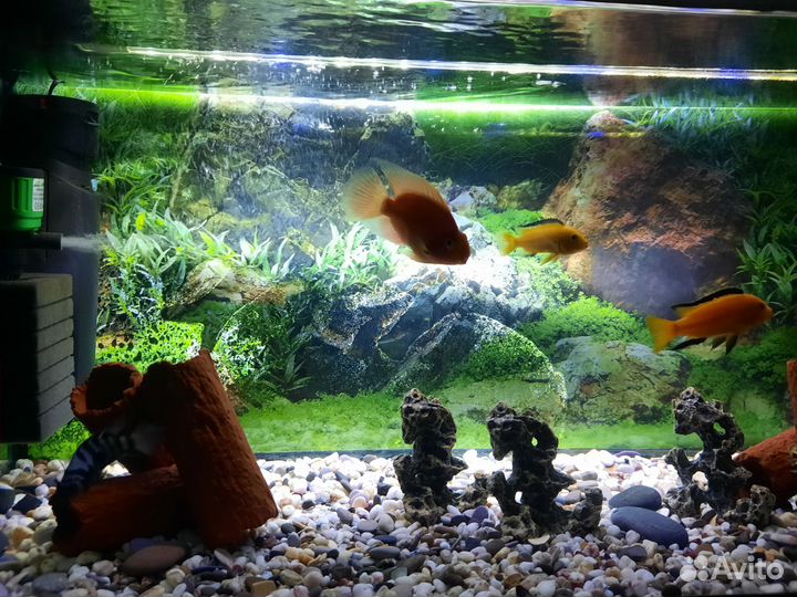 Аквариумные рыбы. Мальки еллоу