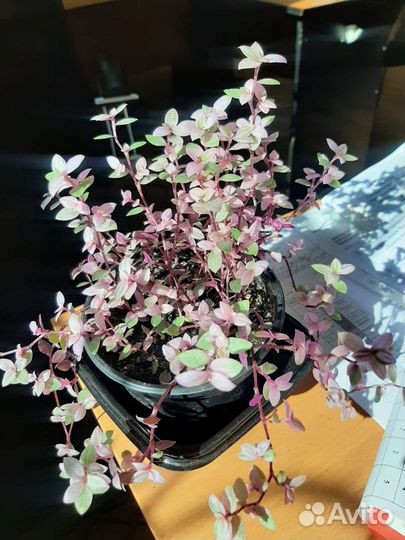 Коллизия розовая пантера