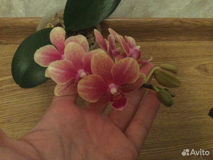 Орхидея фаленопсис Колибри