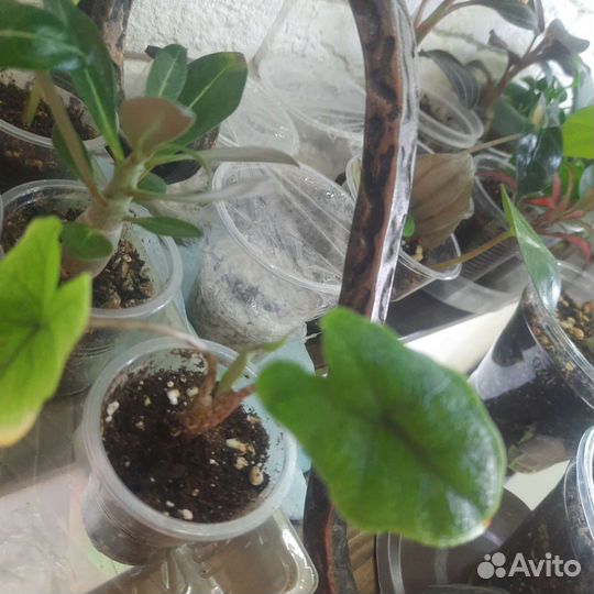 Алоказия жаклин