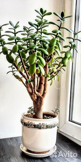 Продам денежное дерево в красивом горшке