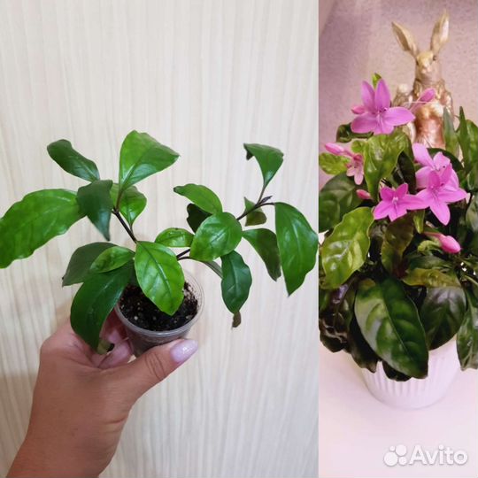 Красиво цветущие экзоты