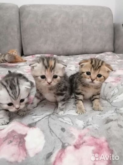 Котята шотландской вислоухой