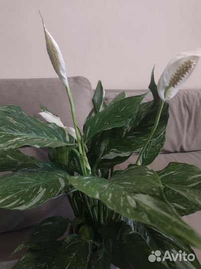 Спатифиллум Даймонд цветущий