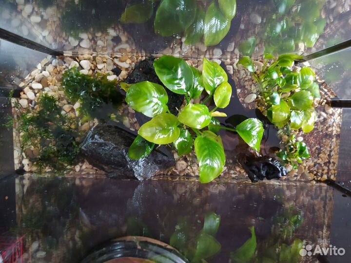 Готовый мини аквариум с рыбками и растениями