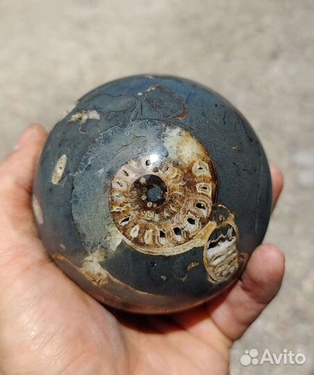 Шар из аммонитов