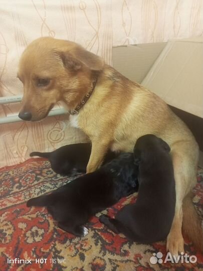 Щенки в добрые руки отдам бесплатно