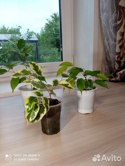 Комнатные цветы