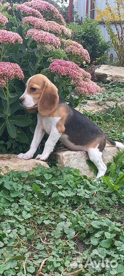 Щенки бигля