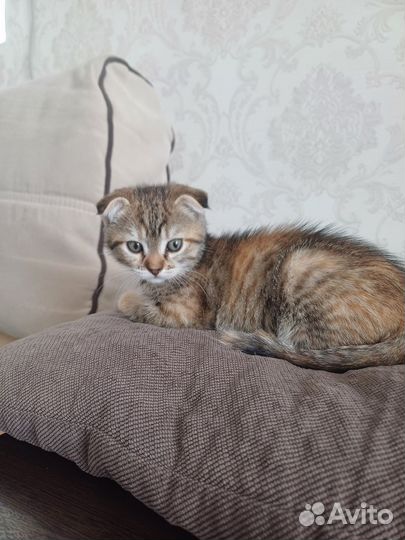 Кошка в дар бесплатно
